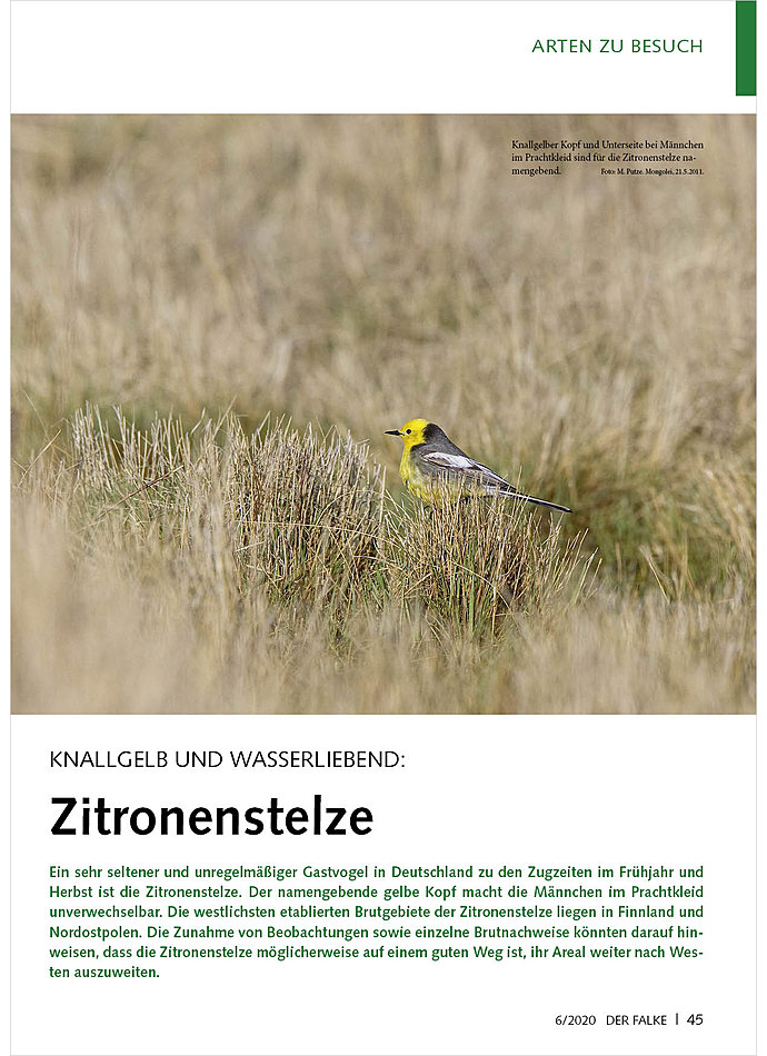 KNALLGELB UND WASSERLIEBEND: ZITRONENSTELZE