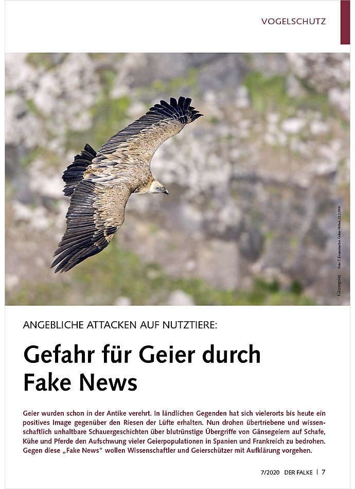 ANGEBLICHE ATTACKEN AUF NUTZ TIERE: GEFAHR FR GEIER DURCH FAKE NEWS