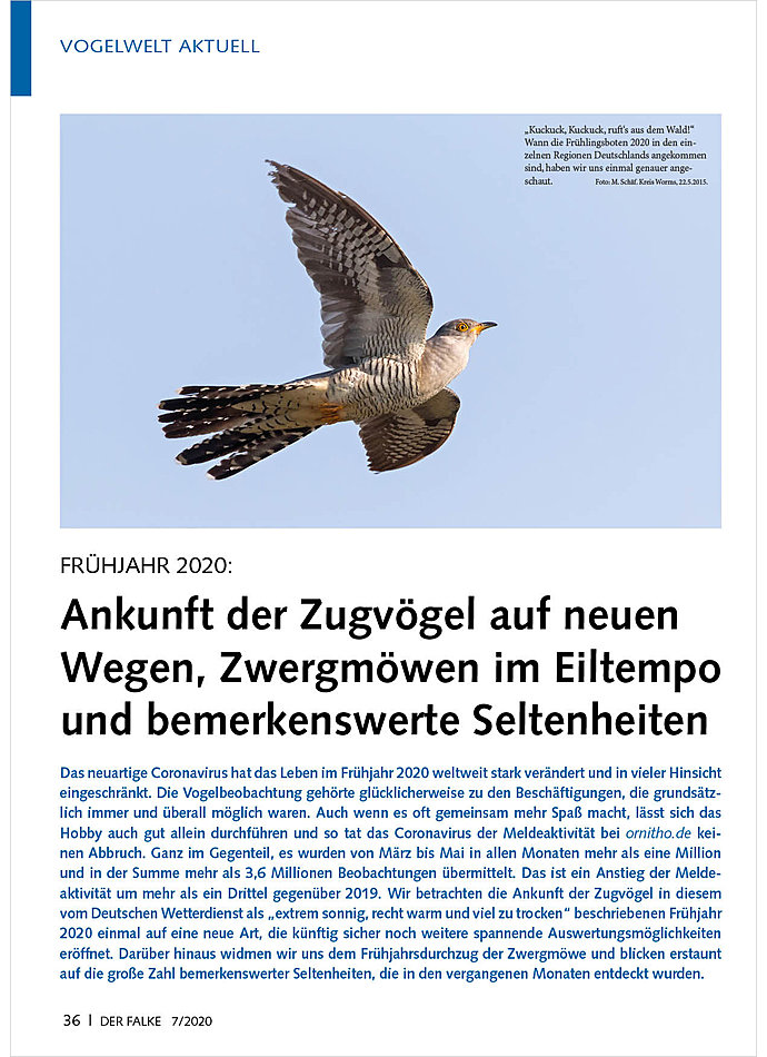 VOGELWELT AKTUELL: FRHJAHR 2020: ANKUNFT DER ZUGVGEL AUF NEUEN WEGEN, ZWERGMWEN