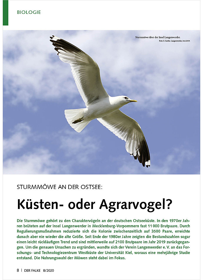 STURMMWE AN DER OSTSEE: KSTEN- ODER AGRARVOGEL?