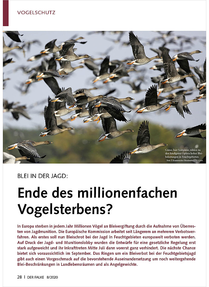 BLEI IN DER JAGD: ENDE DES MILLIONENFACHEN VOGELSTERBENS?