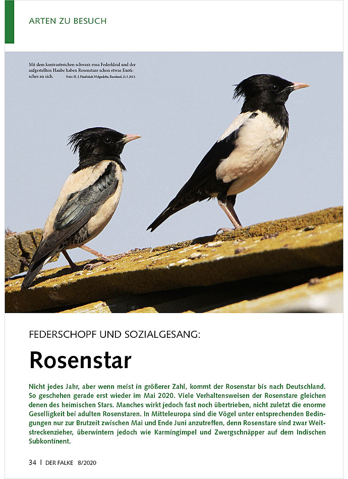 FEDERSCHOPF UND SOZIALGESANG: ROSENSTAR