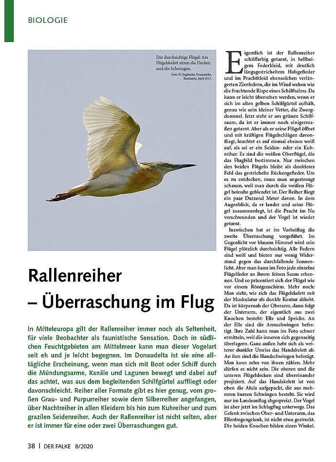 RALLENREIHER - BERRASCHUNG IM FLUG