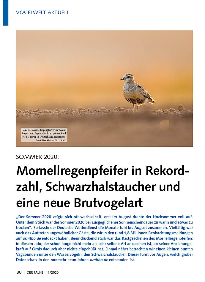 Auf diesem Bild sehen Sie das Produktbild 1 fr VOGELWELT AKTUELL: SOMMER 2020 MORNELLREGENPFEIFER IN REKORD ZAHL, SCHWARZHALSTAUCHER