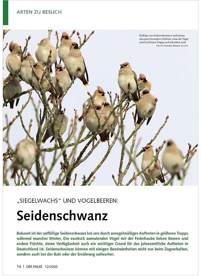 SIEGELWACHS UND VOGELBEEREN: SEIDENSCHWANZ