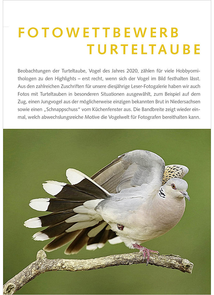 Auf diesem Bild sehen Sie das Produktbild 1 fr FOTOGALERIE: FOTOWETTBEWERB TURTELTAUBE