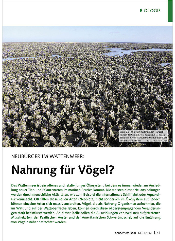 NEUBRGER IM WATTENMEER: NAHR UNG FR VGEL?