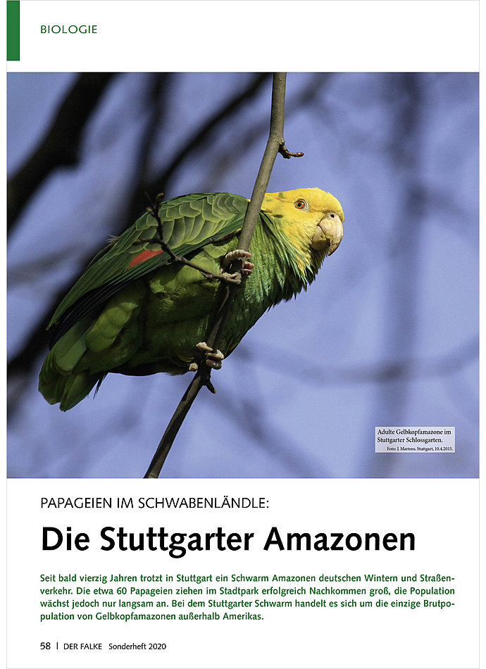 PAPAGEIEN IM SCHWABENLNDLE: DIE STUTTGARTER AMAZONEN