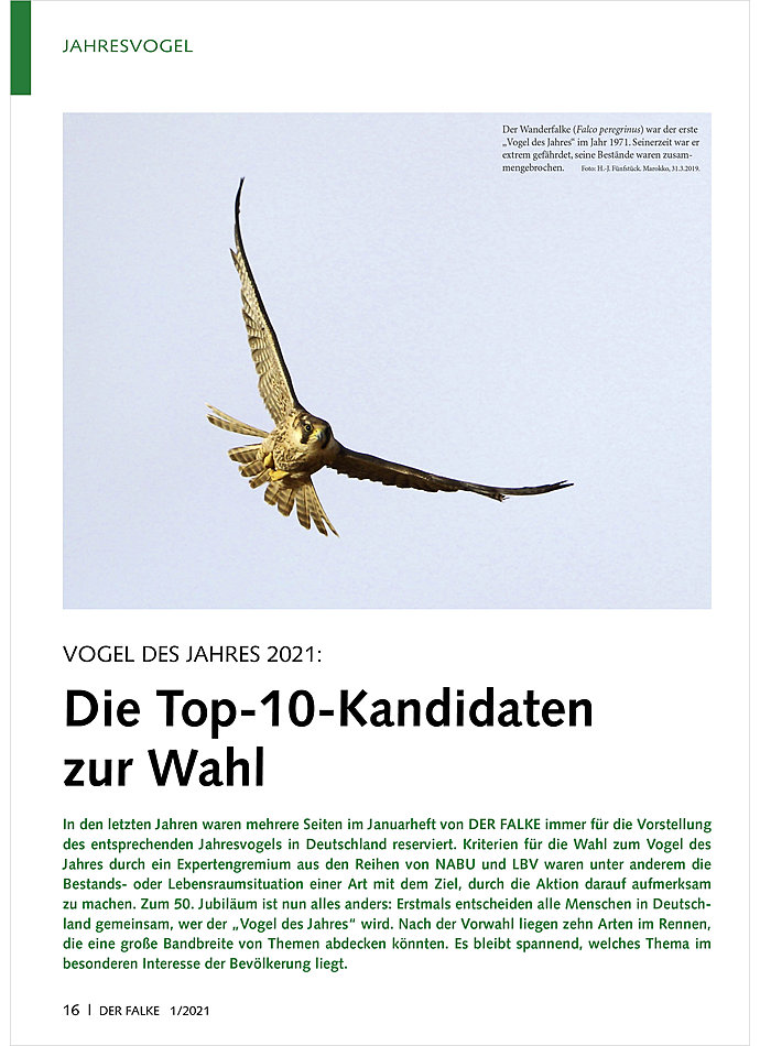 VOGEL DES JAHRES 2021: DIE TOP-10-KANDIDATEN ZUR WAHL