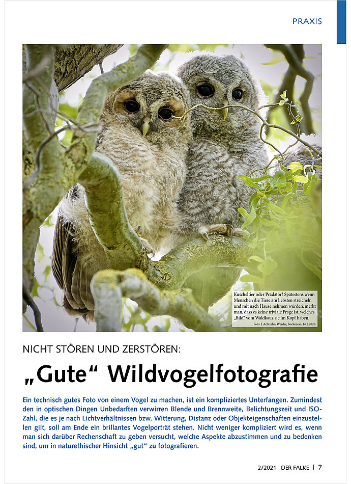 NICHT STREN UND ZERSTREN: GUTE WILDVOGELFOTOGRAFIE