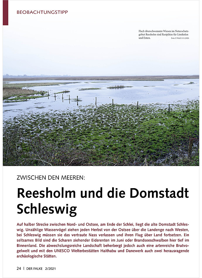 ZWISCHEN DEN MEEREN: REESHOLM UND DIE DOMSTADT SCHLESWIG