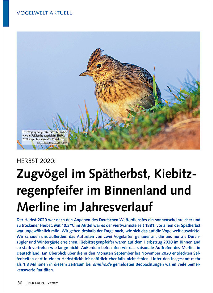 HERBST 2020: ZUGVGEL IM SPT HERBST, KIEBITZREGENPFEIFER IM BINNENLAND UND MERLINE