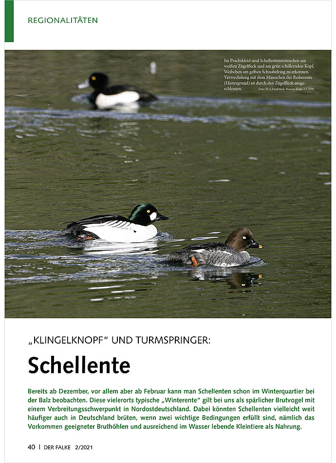 Auf diesem Bild sehen Sie das Produktbild 1 fr KLINGELKNOPF UND TURMSPRINGER: SCHELLENTE