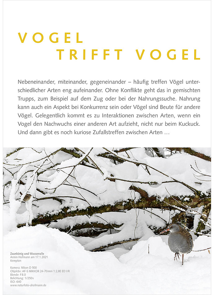 FOTOGALERIE VOGEL TRIFFT VOGEL