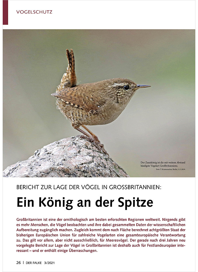 BERICHT ZUR LAGE DER VGEL IN GROSSBRITANNIEN: EIN KNIG AN DER SPITZE