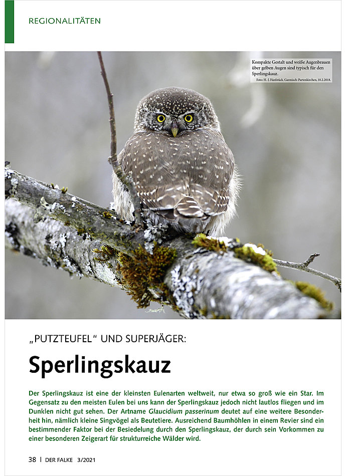 PUTZTEUFEL UND SUPERJGER: SPERLINGSKAUZ