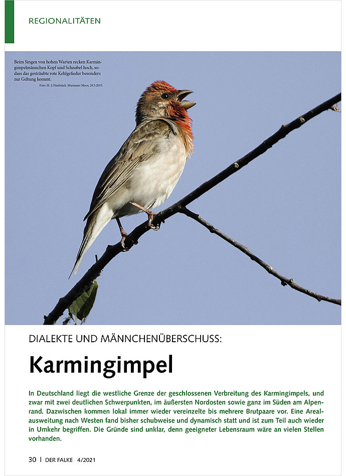 DIALEKTE UND MNNCHENBERSCHUS S: KARMINGIMPEL