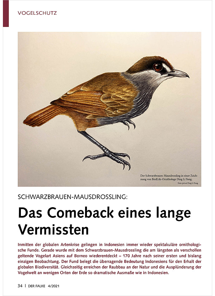 SCHWARZBRAUEN-MAUSDROSSLING: DAS COMEBACK EINES LANGE VER ISSTEN