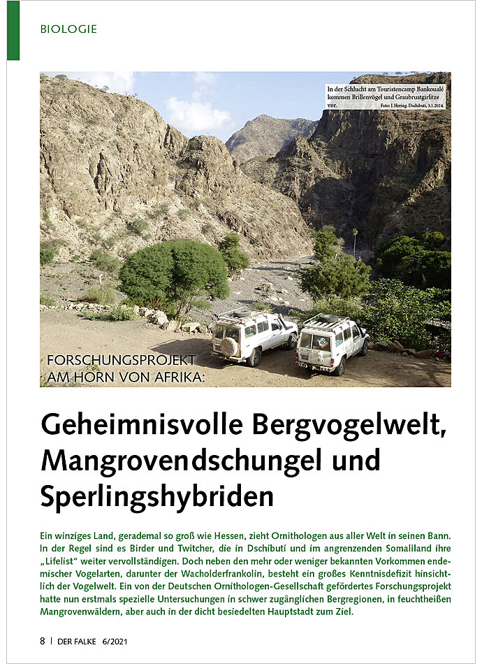 FORSCHUNGSPROJEKTAM HORN VON AFRIKA: BERGVOGELWELT, MANGROV ENDSCHUNGEL UND SPERLINGSHYBRI