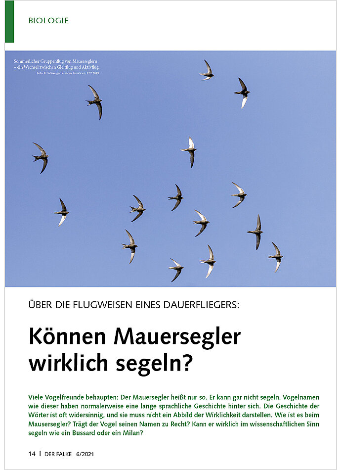 BER DIE FLUGWEISEN EINES DAUE RFLIEGERS: KNNEN MAUERSEGLER WIRKLICH SEGELN?