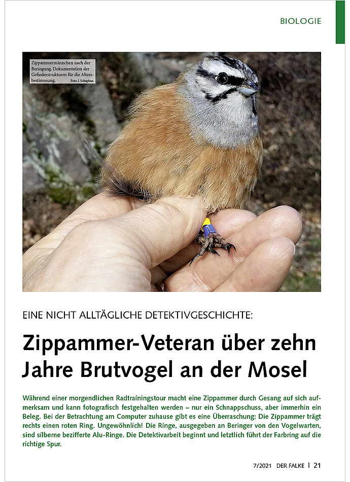 EINE NICHT ALLTGLICHE DETEKTI VGESCHICHTE: ZIPPAMMER-VETERAN BER 10 JAHRE BRUTVOGEL MOSEL