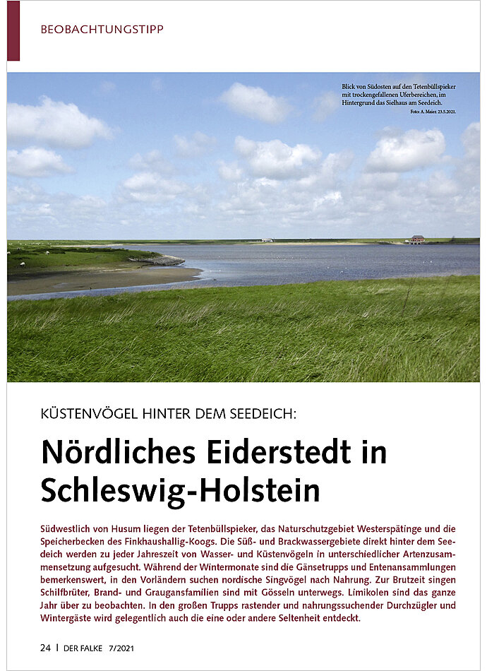 KSTENVGEL HINTER DEM SEE DEICH: NRDLICHES EIDERSTEDT IN SCHLESWIG-HOLSTEIN