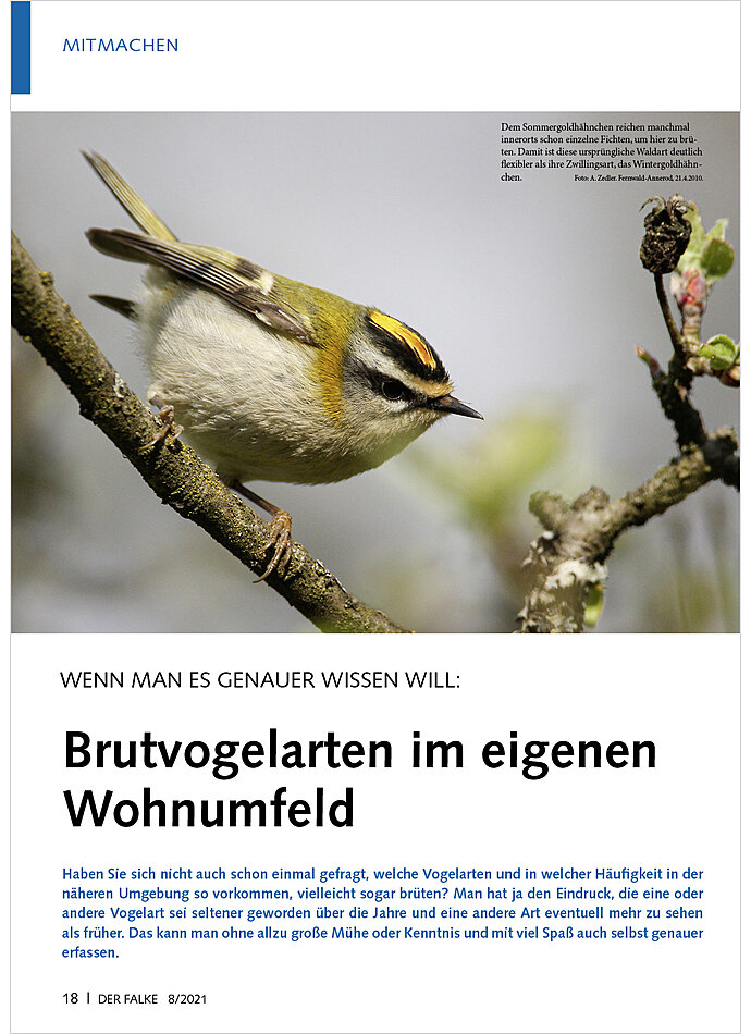 WENN MAN ES GENAUER WISSEN WILL: BRUTVOGELARTEN IM EIGENEN WOHNUMFELD