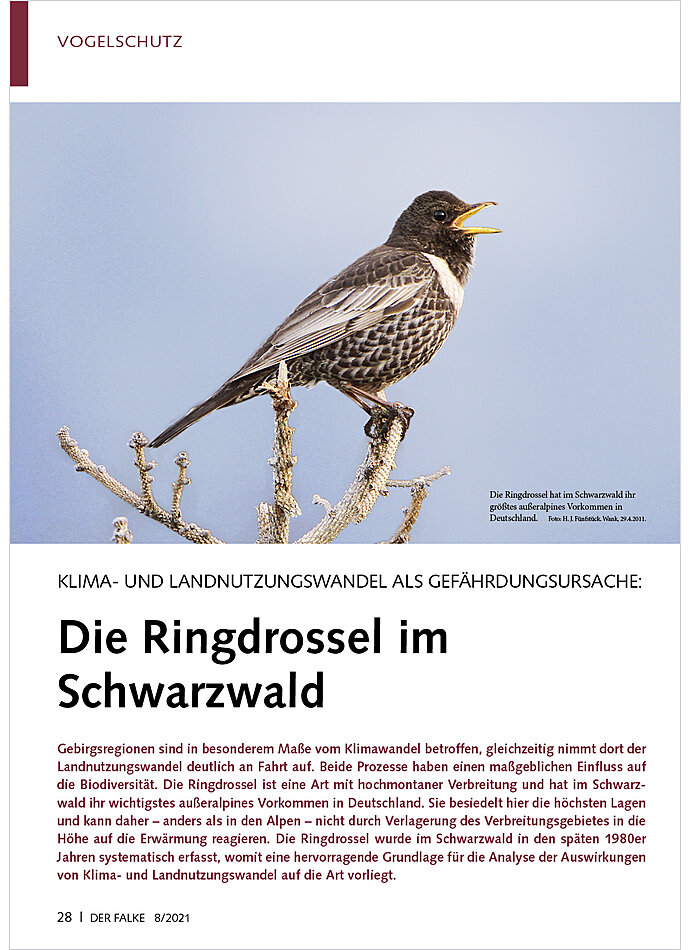 KLIMA- UND LANDNUTZUNGSWANDEL ALS GEFHRDUNGSURSACHE: DIE RINGDROSSEL IM SCHWARZWALD