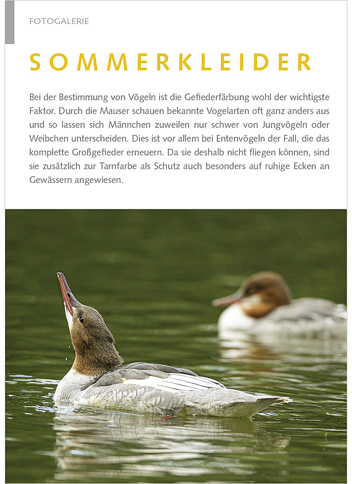 FOTOGALERIE: SOMMERKLEIDER