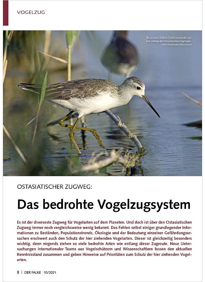 OSTASIATISCHER ZUGWEG: DAS BE DROHTE VOGELZUGSYSTEM, VOGEL JAGD AUF DEM EAAF-ZUGWEG