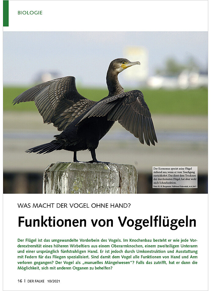 WAS MACHT DER VOGEL OHNE HAND? FUNKTIONEN VON VOGELFLGELN