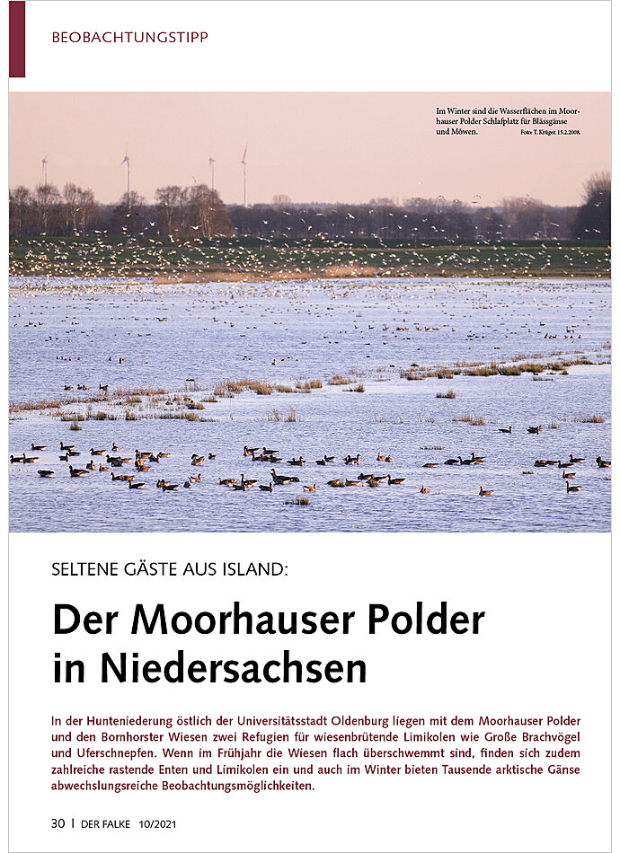 SELTENE GSTE AUS ISLAND: DER MOORHAUSER POLDER IN NIEDER SACHSEN