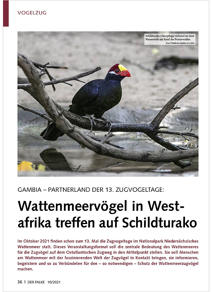 GAMBIA - PARTNERLAND DER 13. ZUGVOGELTAGE: WATTENMEERVGEL IN WESTAFRIKA TREFFEN AUF