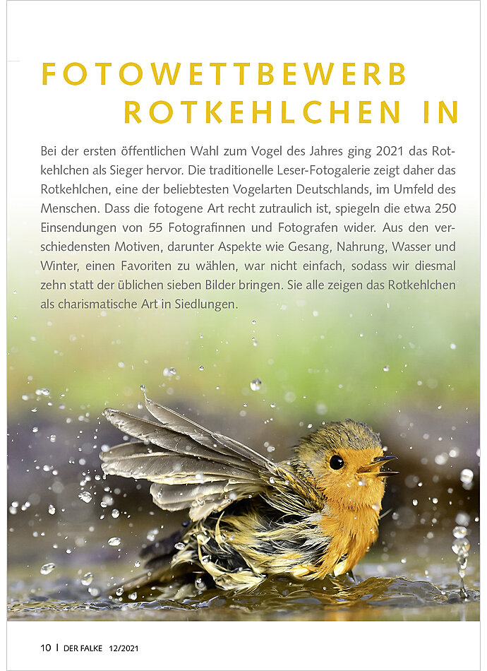 Auf diesem Bild sehen Sie das Produktbild 1 fr FOTOGALERIE FOTOWETTBEWERB ROTKEHLCHEN IN PARK UND GARTEN