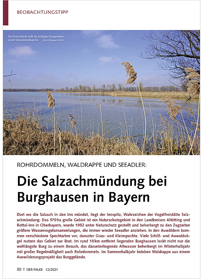 ROHRDOMMELN, WALDRAPPE UND SEE ADLER: DIE SALZACHMNDUNG BEI BURGHAUSEN IN BAYERN