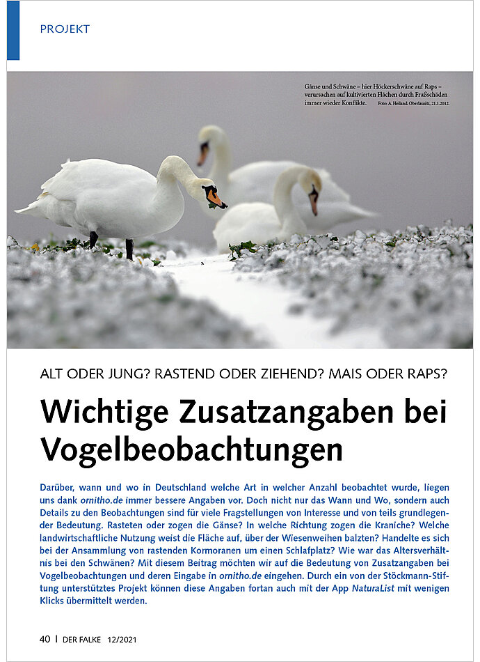 ALT ODER JUNG? RASTEND ODER ZI EHEND? WICHTIGE ZUSATZANGABEN BEI VOGELBEOBACHTUNGEN