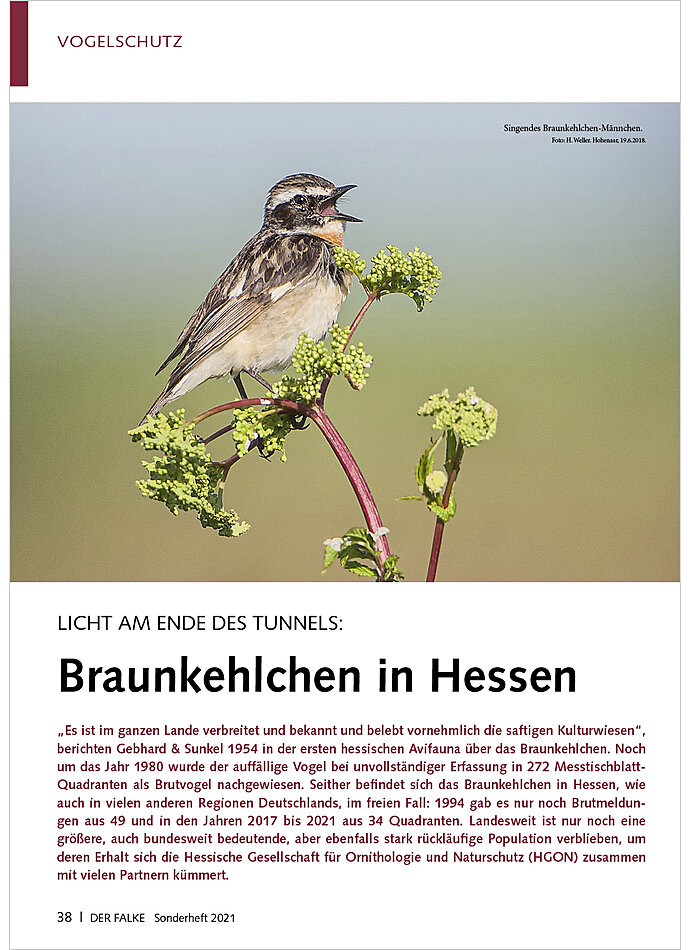 LICHT AM ENDE DES TUNNELS: BRAUNKEHLCHEN IN HESSEN