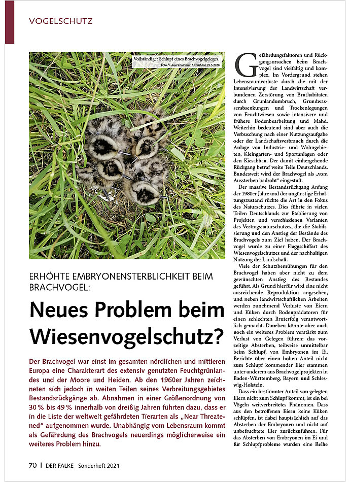 ERHHTE EMBRYONENSTERBLICHKEIT BEIM BRACHVOGEL: NEUES PROBLEM BEIM WIESENVOGELSCHUTZ?