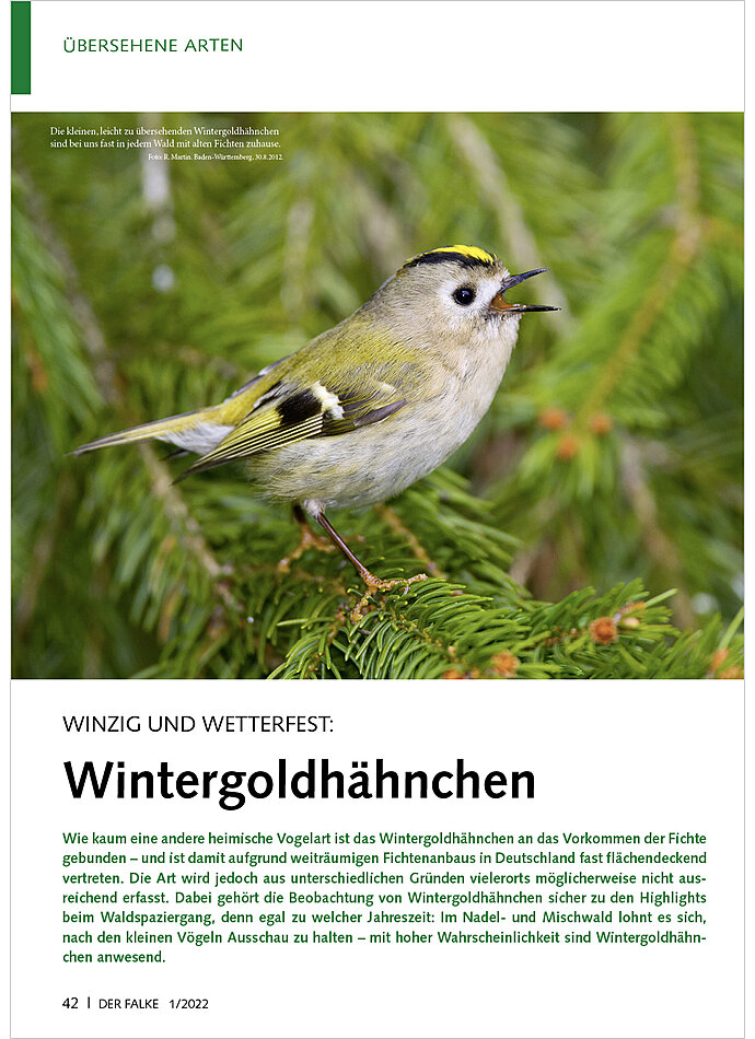 WINZIG UND WETTERFEST: WINTER GOLDHHNCHEN