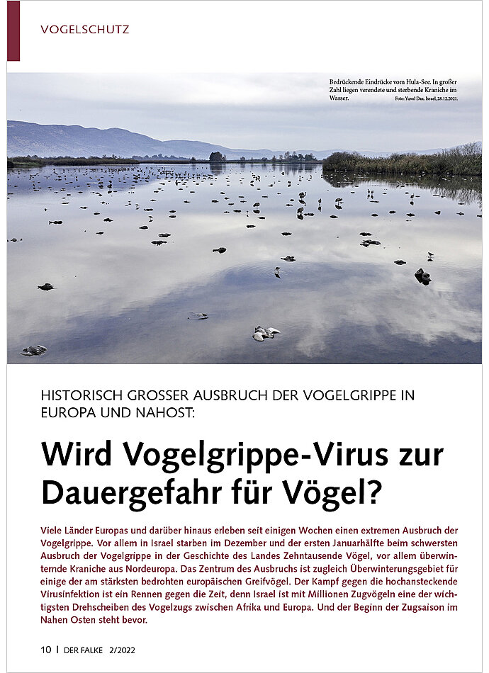 HISTORISCH GROSSER AUSBRUCH DE R VOGELGRIPPE INEUROPA UND NAH OST: WIRD VOGELGRIPPE-VIRUS