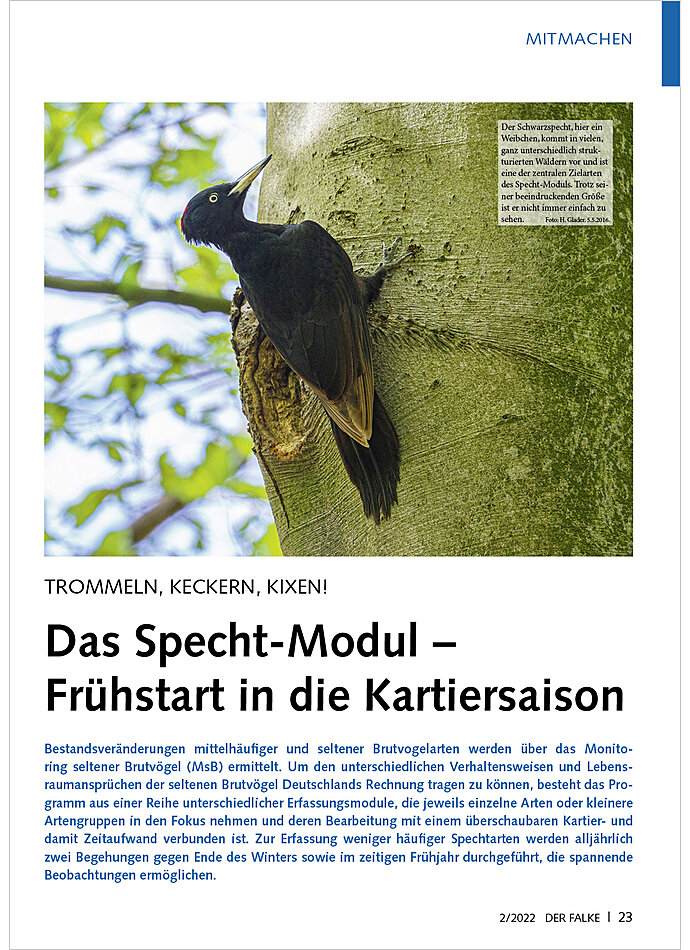 TROMMELN, KECKERN, KIXEN! DAS SPECHT-MODUL - FRHSTART IN DIE KARTIERSAISON