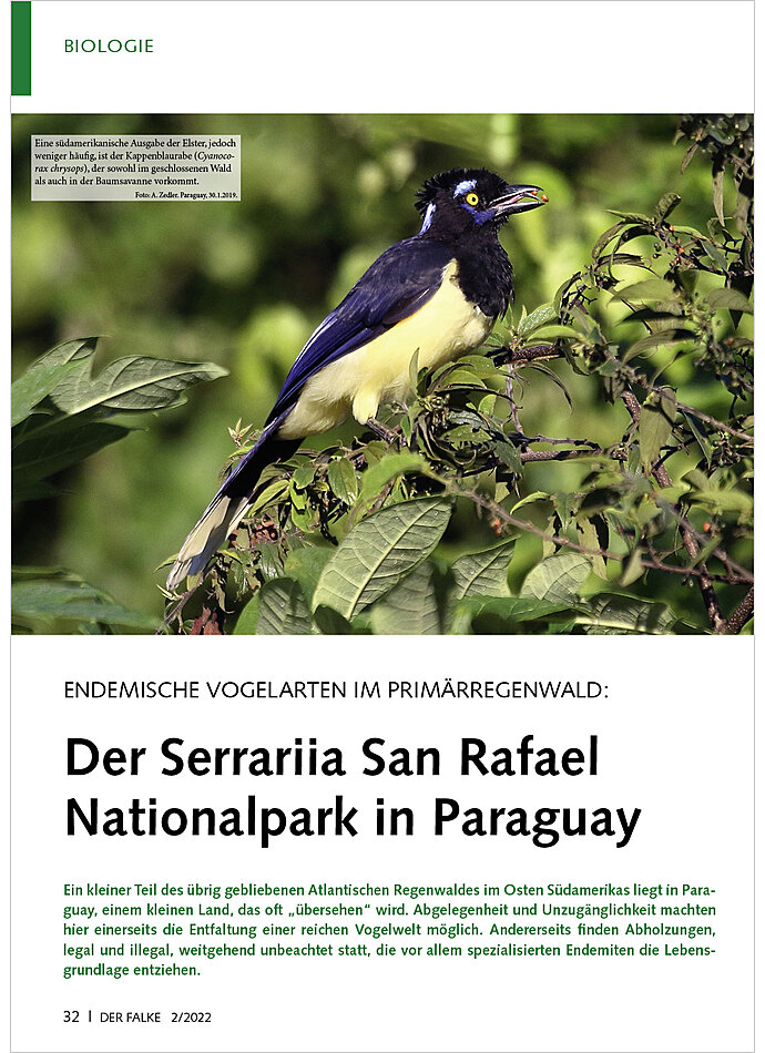ENDEMISCHE VOGELARTEN IM PRIM RREGENWALD: SERRARIIA SAN RAFA EL NATIONALPARK IN PARAGUAY