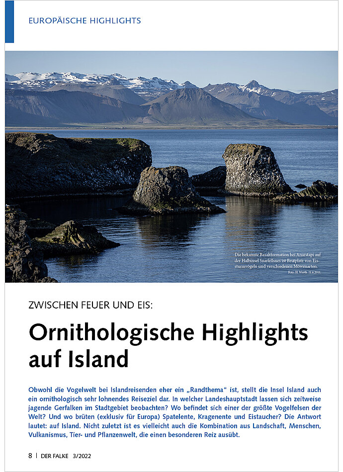 ZWISCHEN FEUER UND EIS: ORNI THOLOGISCHE HIGHLIGHTS AUF ISLAND