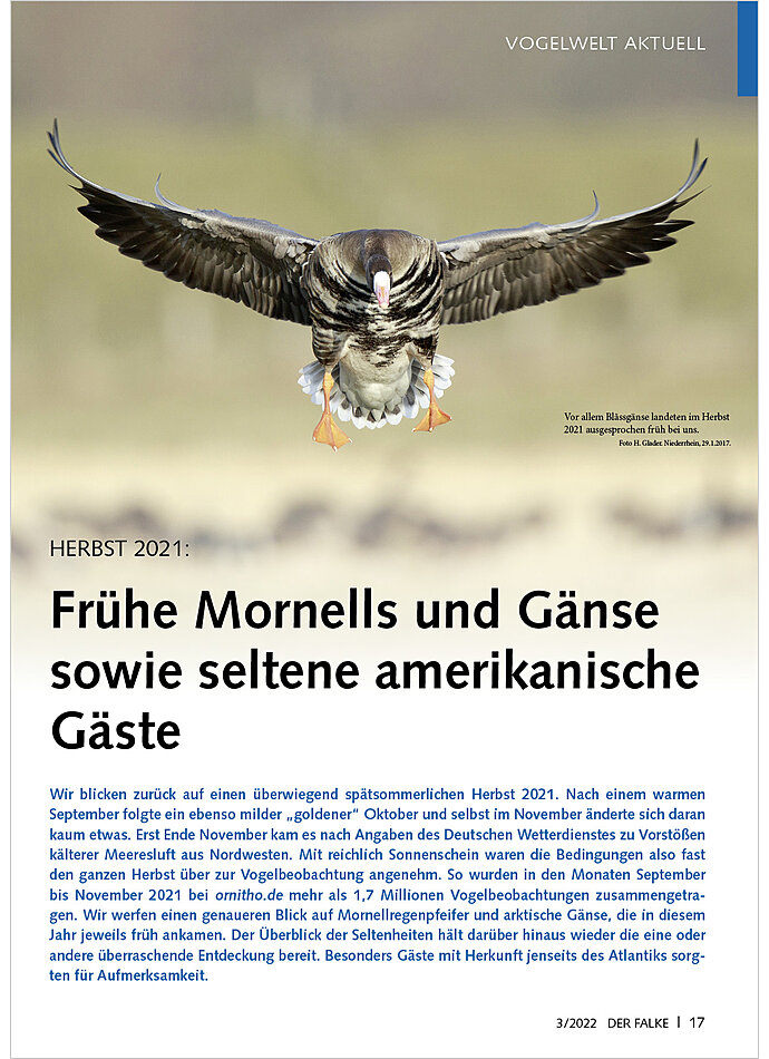 HERBST 2021: FRHE MORNELLS UND GNSE SOWIE SELTENE AMERIK ANISCHE GSTE