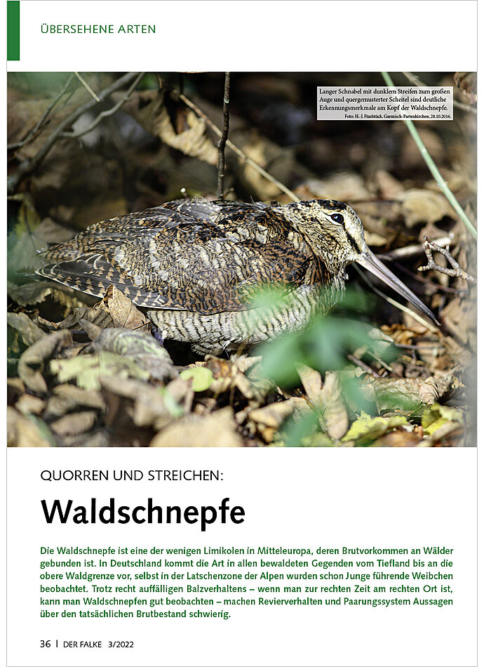 QUORREN UND STREICHEN: WALDSCH NEPFE