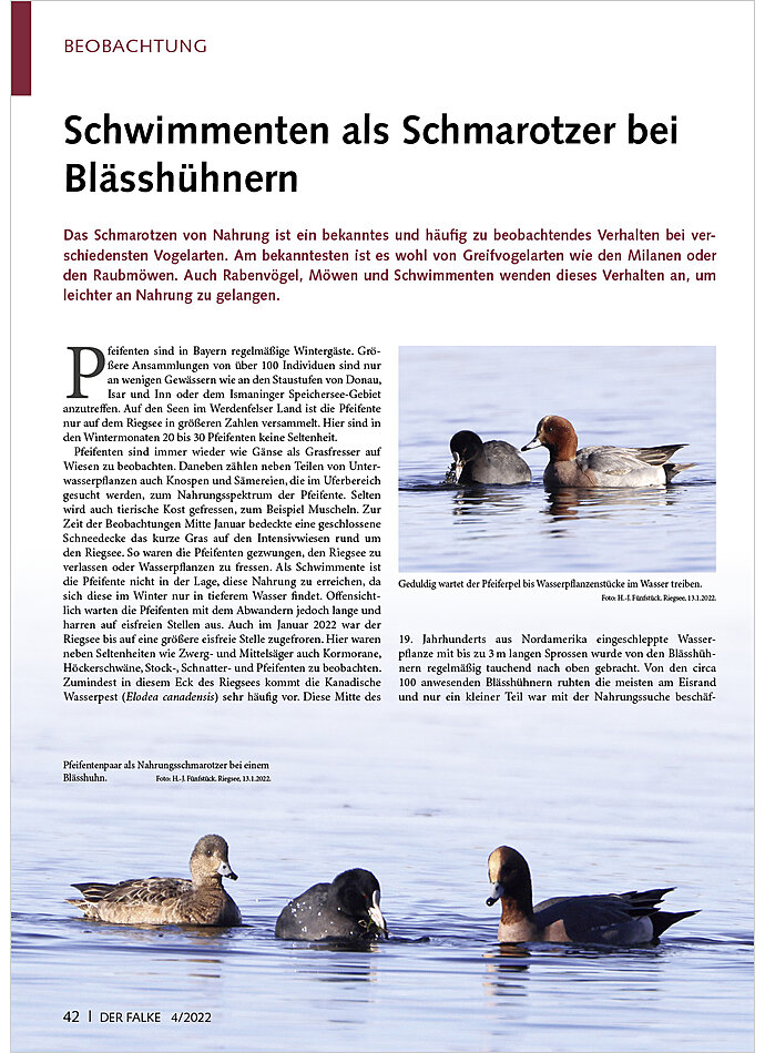 SCHWIMMENTEN ALS SCHMAROTZER BEI BLSSHHNERN