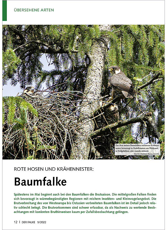 ROTE HOSEN UND KRHENNESTER: BAUMFALKE