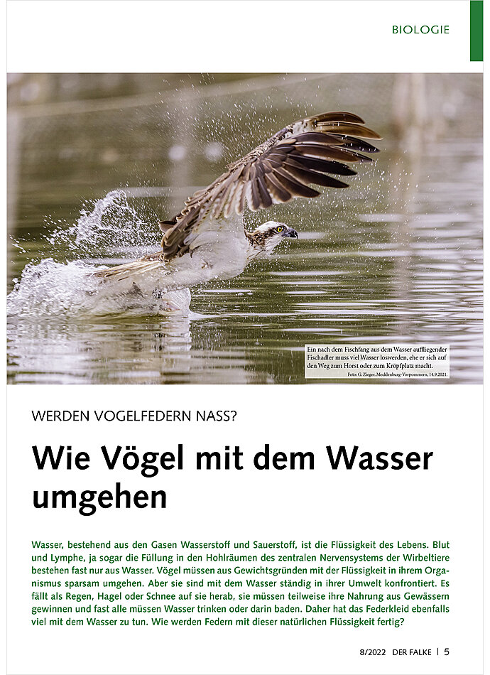 WERDEN VOGELFEDERN NASS? WIE VGEL MIT DEM WASSER UMGEHEN