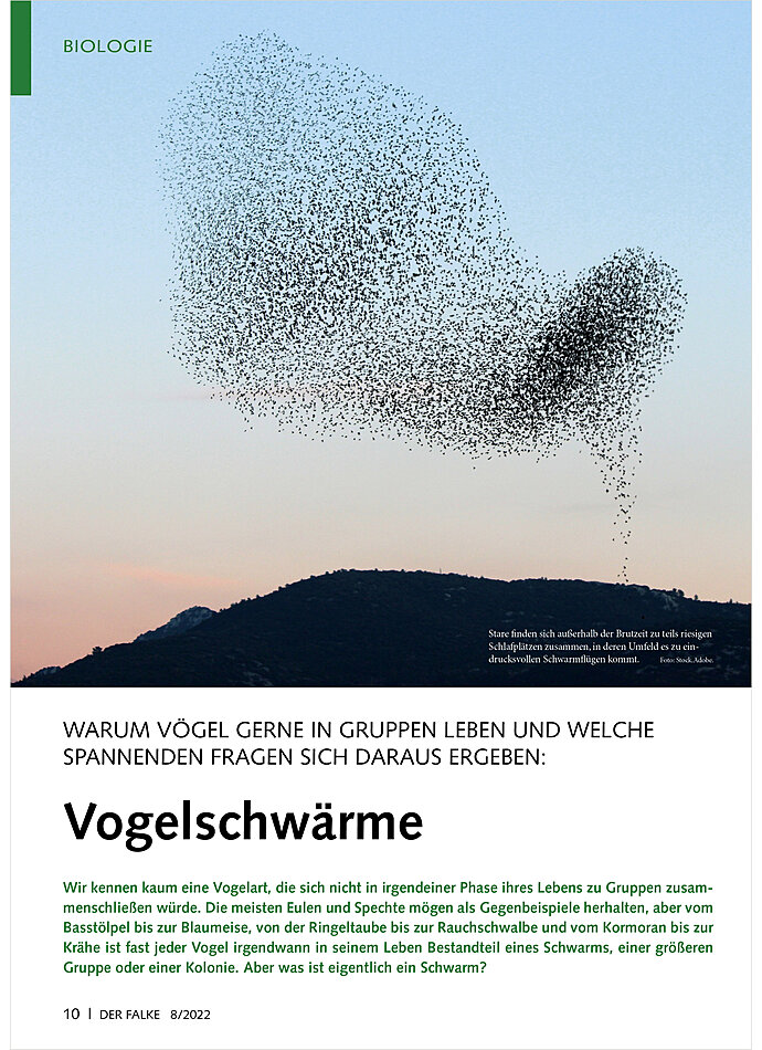 WARUM VGEL GERNE IN GRUPPEN LEBEN: VOGELSCHWRME