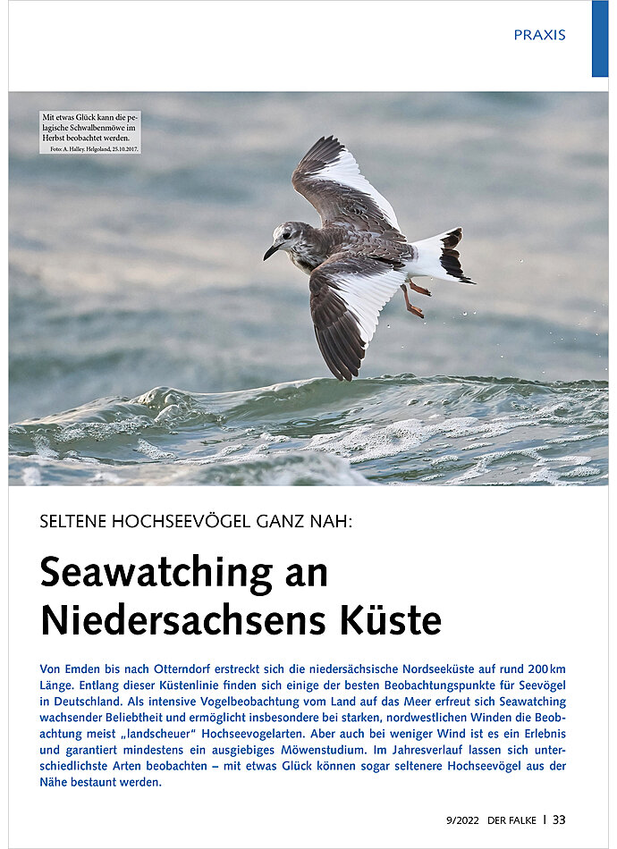 SELTENE HOCHSEEVGEL GANZ NAH: SEAWATCHING AN NIEDERSACHSENS KSTE